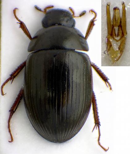 Réf. 275 683 : Hydrobius fuscipes